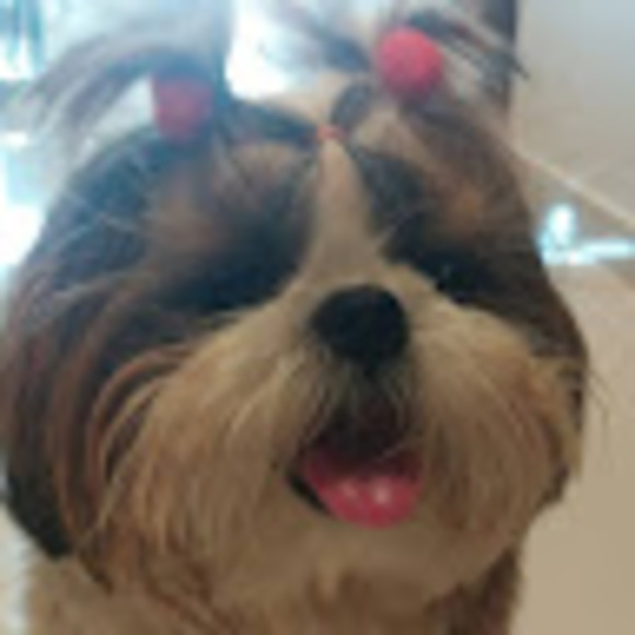 Meet your Posher, Amelia-ray - Picture 1 of 1